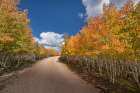 USA-Arizona-Grand Canyon National Park Autumn aspens line road on North Rim Art Print